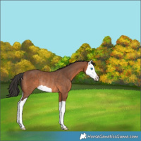 Horse Color:Bay Splash Rabicano 