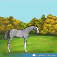 Horse Color:Smoky Blue Roan Splash Rabicano