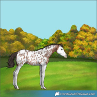 Horse Color:Bay Roan Splash Near Leopard Rabicano 