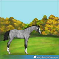 Horse Color:Gray Blue Roan 