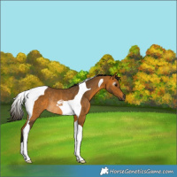 Horse Color:Gray Buckskin Tobiano Rabicano