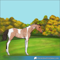 Horse Color:Bay Roan Tobiano Rabicano