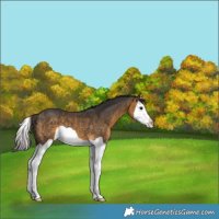 Horse Color:Buckskin Splash 