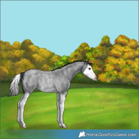 Horse Color:Gray Blue Roan Splash Rabicano 