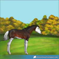 Horse Color:Gray Brown Splash 