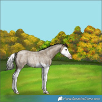 Horse Color:Gray Classic Cream Champagne Roan Splash Rabicano 