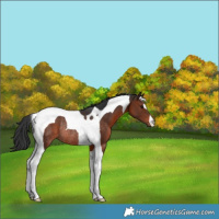Horse Color:Brown Tobiano Rabicano