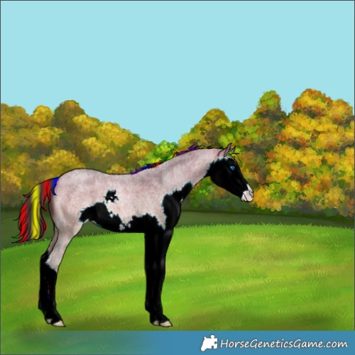 Horse Color:Painted Bay Roan Dun Splash 