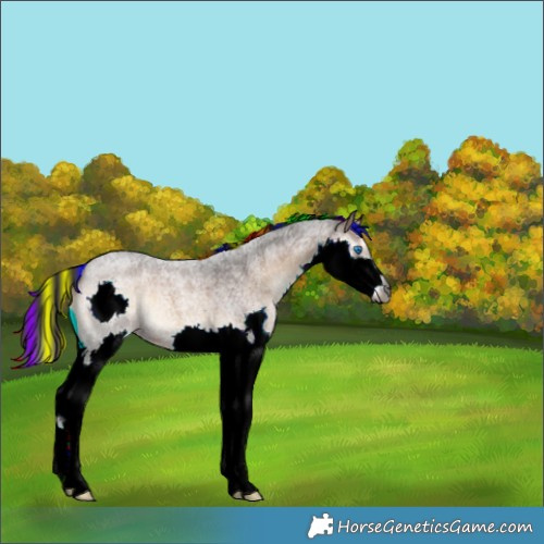 Horse Color:Gray Painted Liver Red Onyx Roan Splash