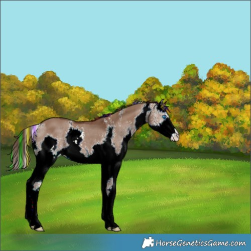 Horse Color:Painted Liver Red Dun Sabino Splash 