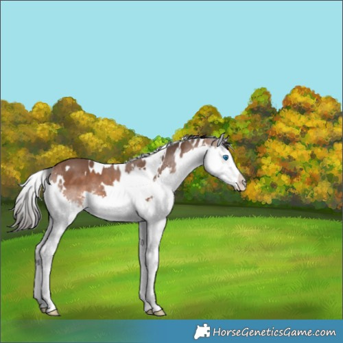 Horse Color:White Spotted Bay Splash 