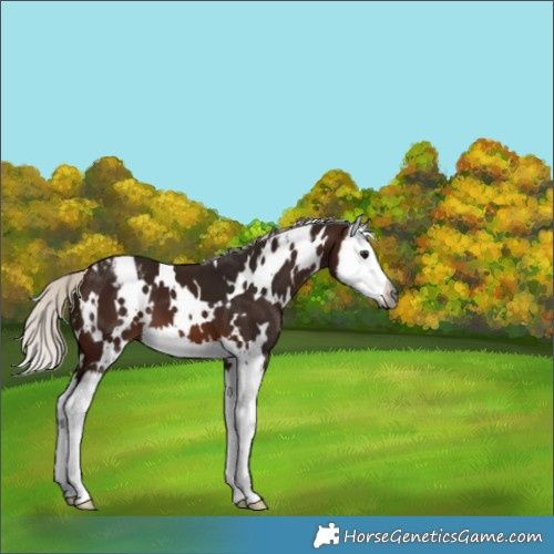 Horse Color:Gray White Spotted Silver Brown Splash Appaloosa 
