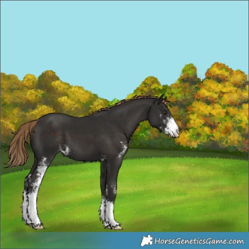 Horse Color:Liver Chestnut Sabino
