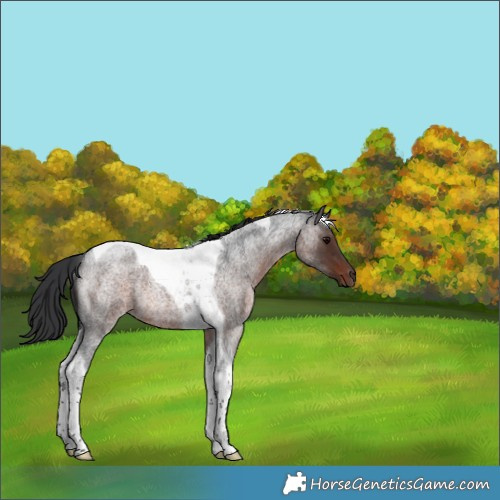 Horse Color:Brown Roan Tobiano Rabicano