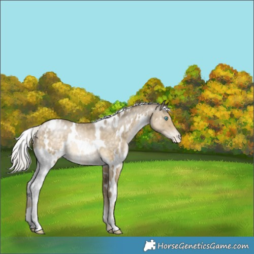 Horse Color:White Spotted Silver Buckskin Pearl Appaloosa 