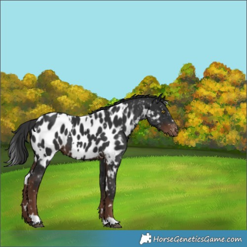 Horse Color:White Spotted Liver Chestnut Appaloosa 