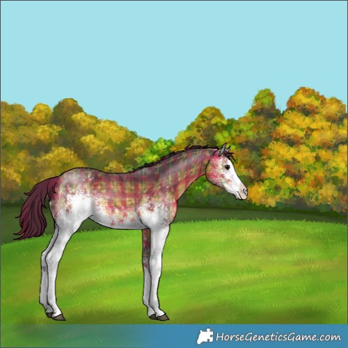 Horse Color:Plaid  White Spotted Buckskin Sabino 