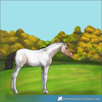 Horse Color:Brown Roan Dun Tobiano Rabicano 