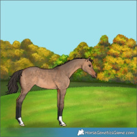 Horse Color:Bay Dun