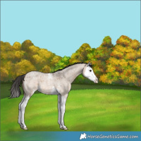 Horse Color:Brown Roan Dun Sabino Splash 