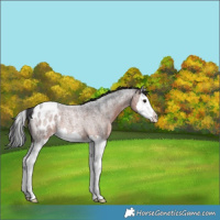 Horse Color:Brown Roan Splash Appaloosa Rabicano 