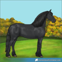 Horse Color:Black Rabicano