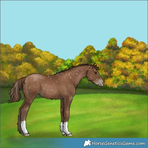 Horse Color:Gray Black Pearl Appaloosa 