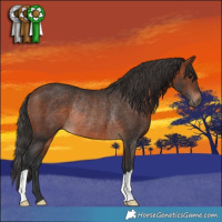 Horse Color:Brown Rabicano 