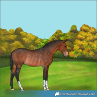 Horse Color:Brown Rabicano 