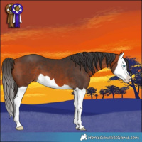 Horse Color:Bay Splash 