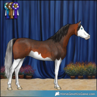 Horse Color:Bay Splash