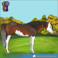 Horse Color:Bay Splash 