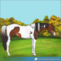 Horse Color:Bay Tobiano 