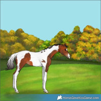 Horse Color:Bay Tobiano 