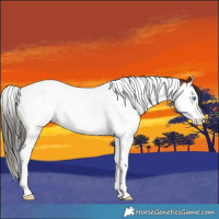 Horse Color:Brown Splash Tobiano Appaloosa 