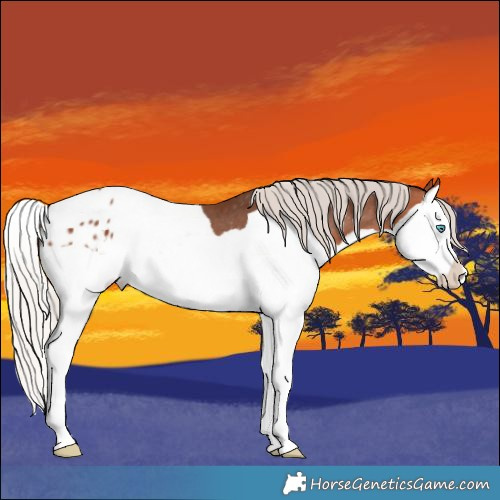 Horse Color:Silver Brown Splash Appaloosa 