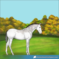Horse Color:Brown Roan Splash Appaloosa 