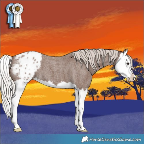 Horse Color:Silver Blue Roan Splash Appaloosa 
