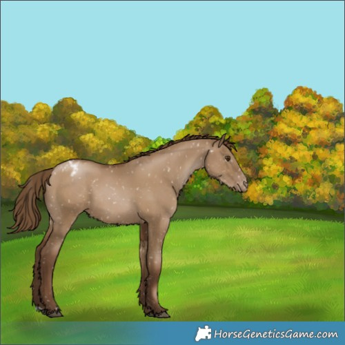 Horse Color:Gray Grullo Pearl Appaloosa