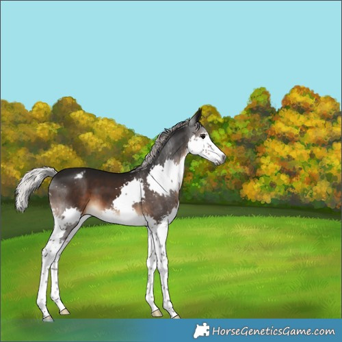 Horse Color:Gray Silver Brown Splash Appaloosa 