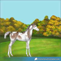 Horse Color:Silver Brown Dun Splash Tobiano 