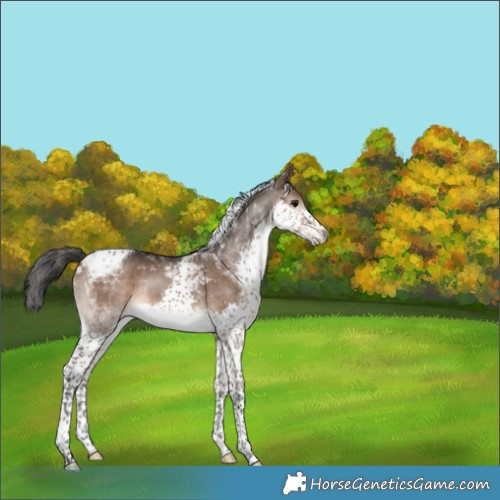 Horse Color:Brown Dun Splash Tobiano 