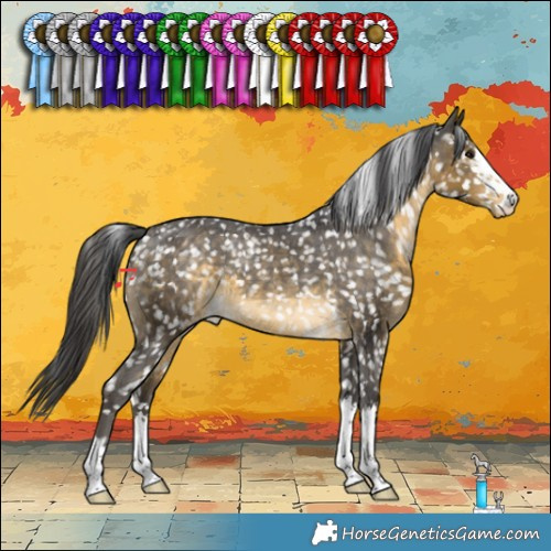Horse Color:Buckskin Appaloosa 