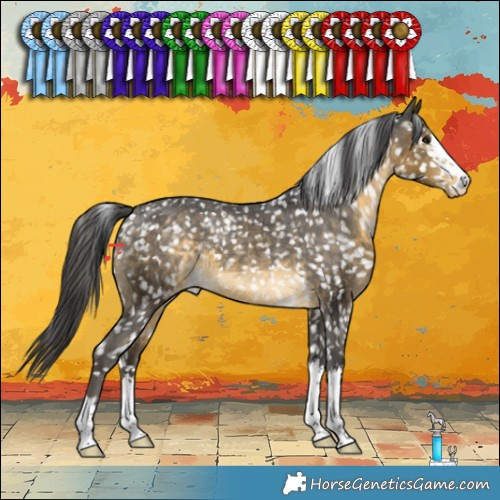 Horse Color:Buckskin Appaloosa 