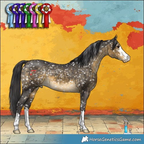 Horse Color:Buckskin Appaloosa 