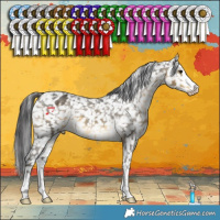 Horse Color:Buckskin Appaloosa