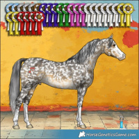 Horse Color:Buckskin Appaloosa 