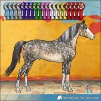 Horse Color:Buckskin Appaloosa 