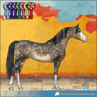 Horse Color:Buckskin Appaloosa 