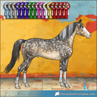 Horse Color:Buckskin Appaloosa 
